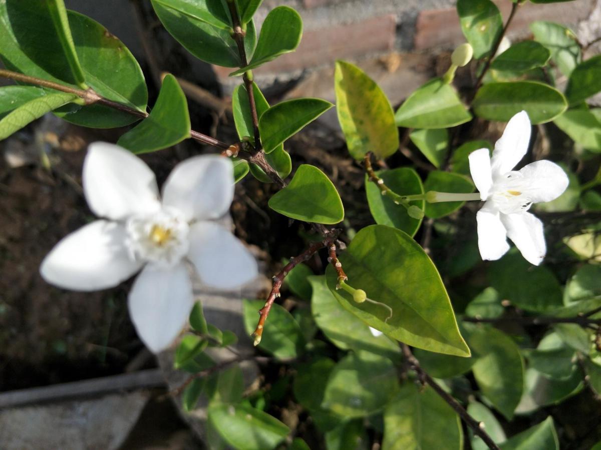 Teak Villa Thoeng Εξωτερικό φωτογραφία